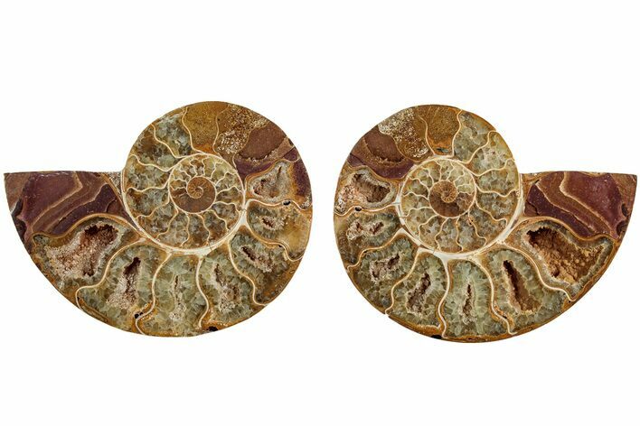 Jurassic Cut & Polished Ammonite Fossil #215984